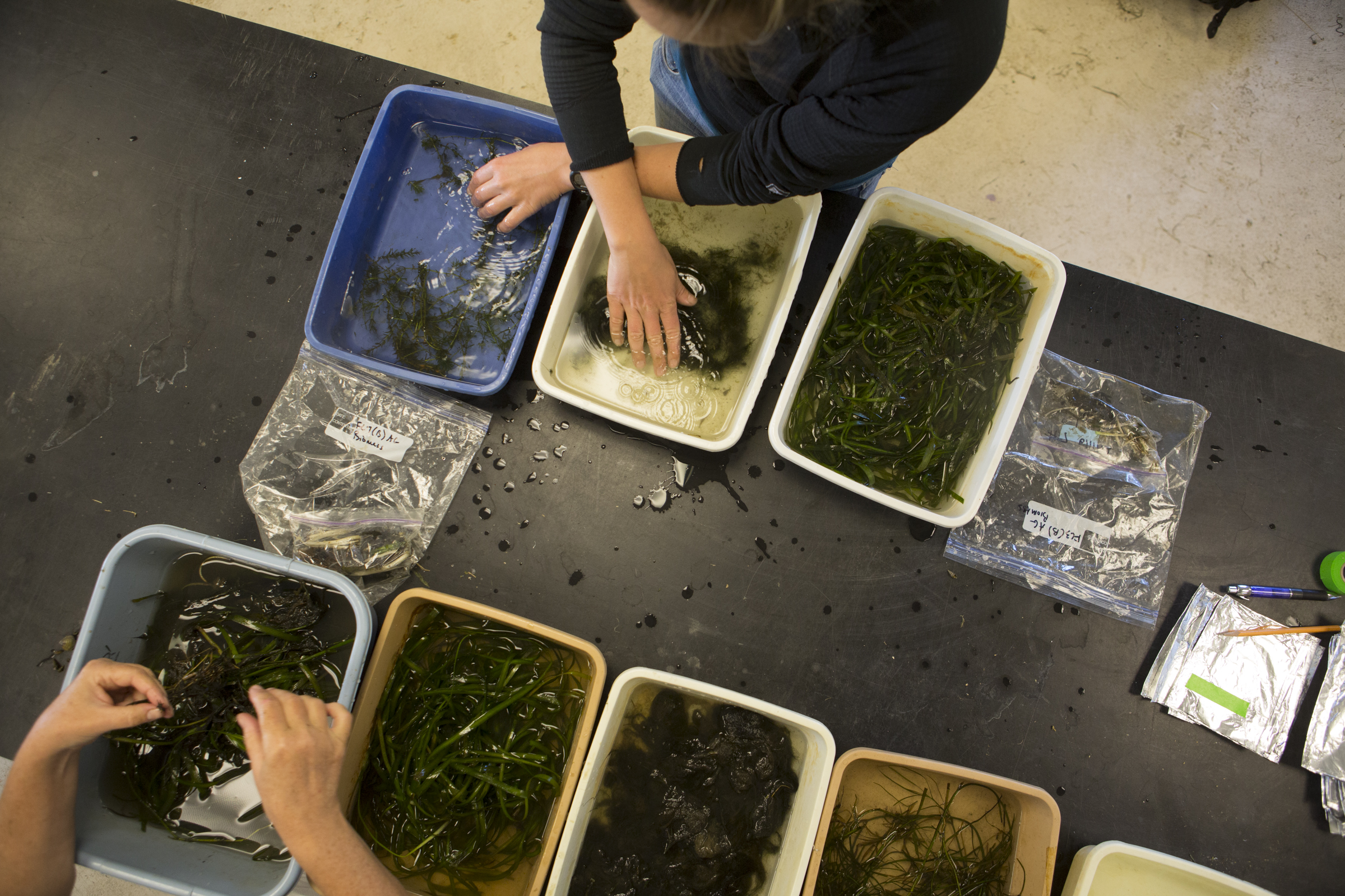 Study shows Bay clean up helps boost underwater grasses