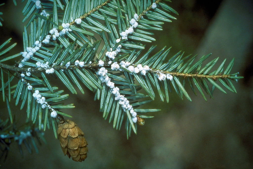 Hemlock Wooly Adelgid