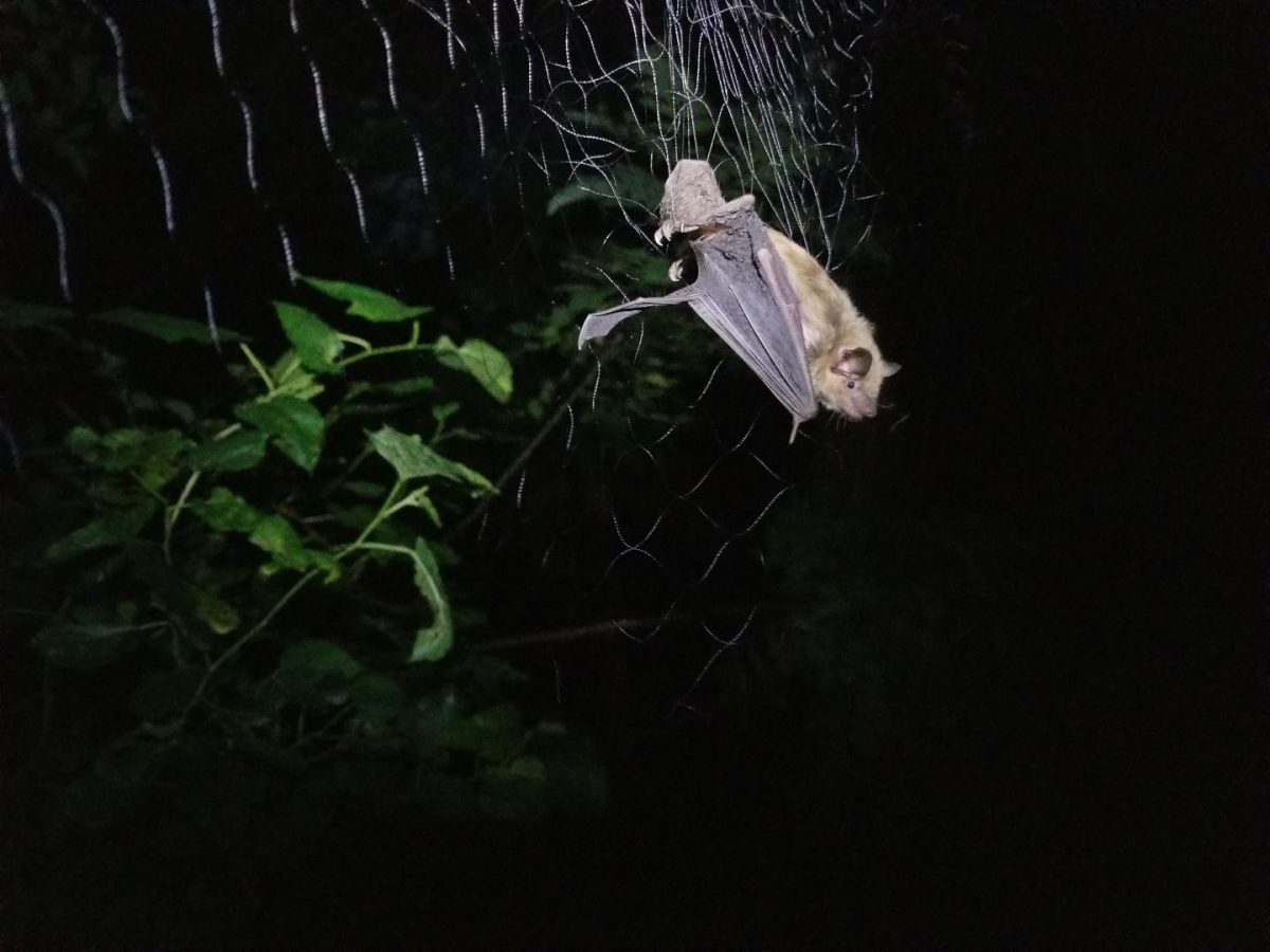 Bat scientists seek answers on emerging disease