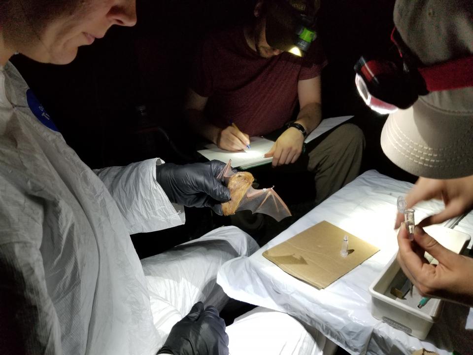 Working the night shift: scientists seek answers as bat populations change