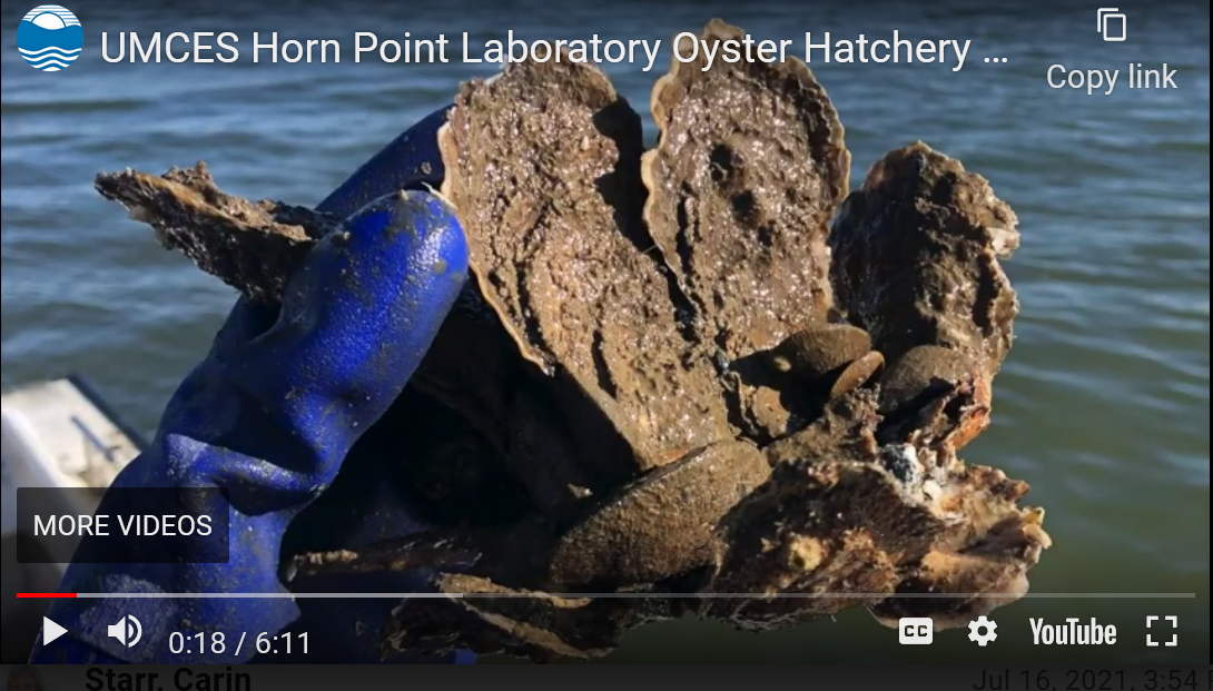 Virtual visit to Horn Point Oyster Hatchery