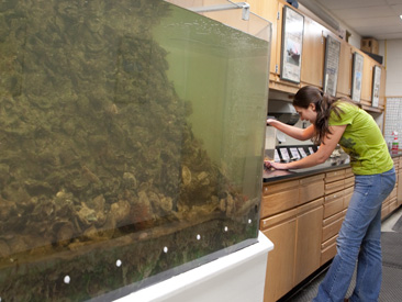 UMCES Oyster Hatchery Rears Record 750 Million Spat for Chesapeake Bay in 2009