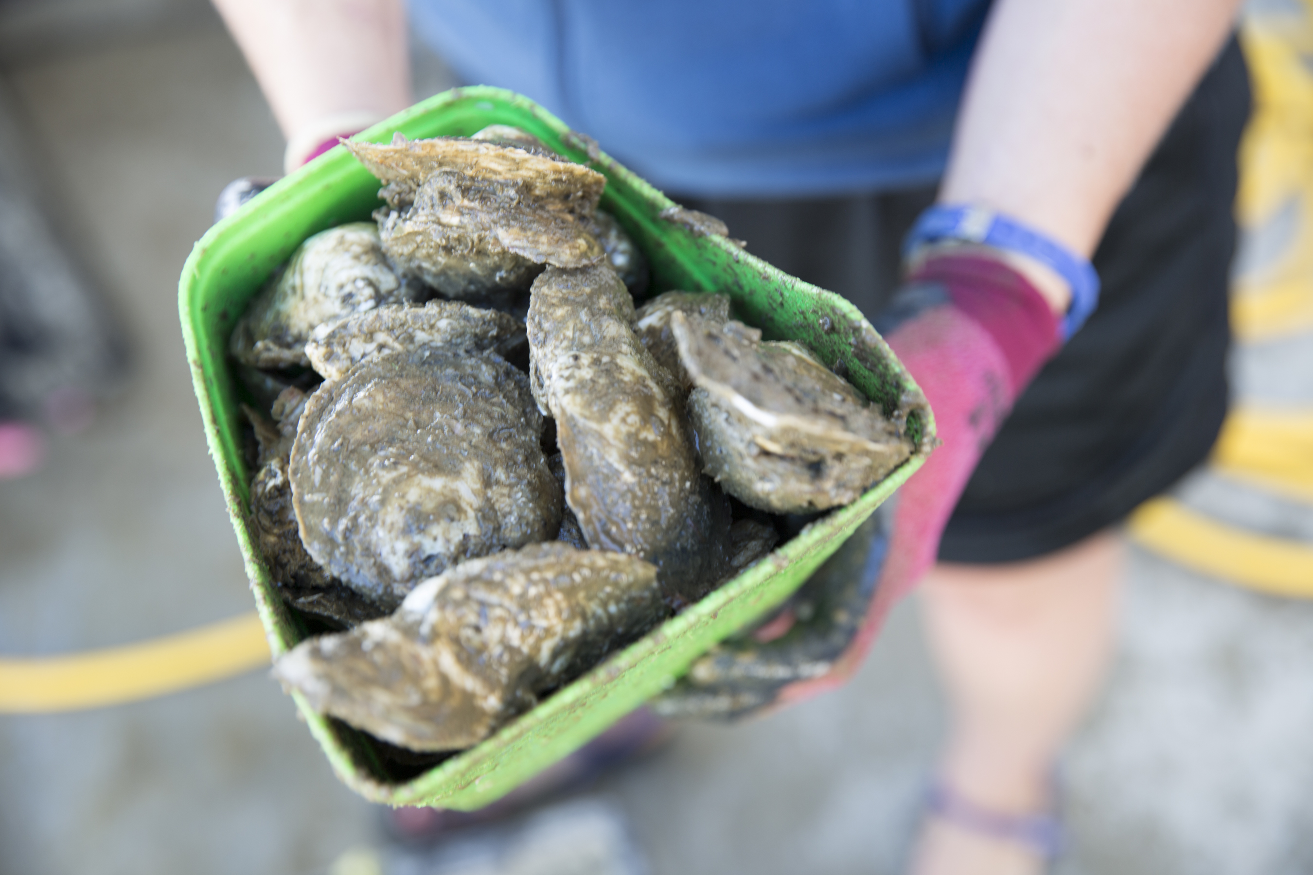 Ecolabeling can benefit shellfish aquaculture