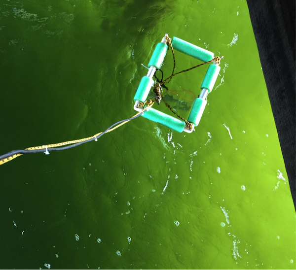 What’s happening on the CBL Research Pier? FlexEl, LLC’s Deploys Underwater Reserve Batteries