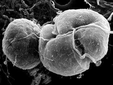 Discovery of Algae’s Toxic Hunting Habits Could Help Curb Chesapeake Fish Kills
