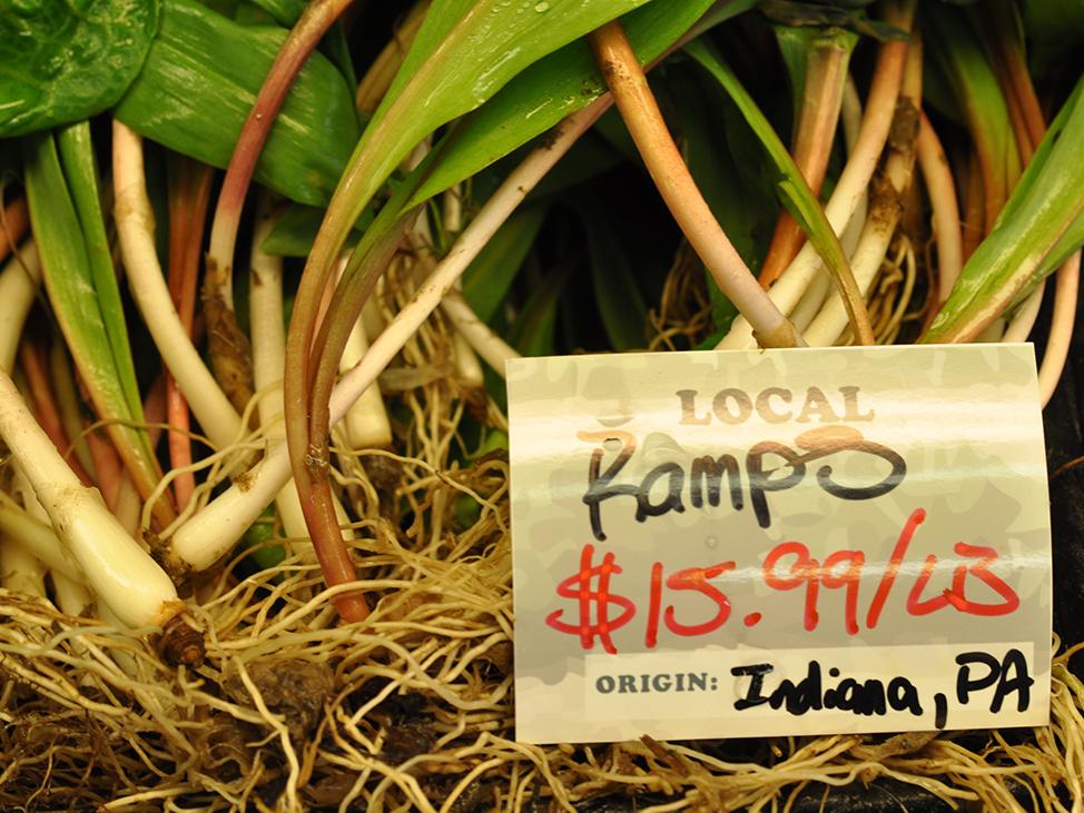 Better habitats for forest farming wild leeks could help future foraging demands