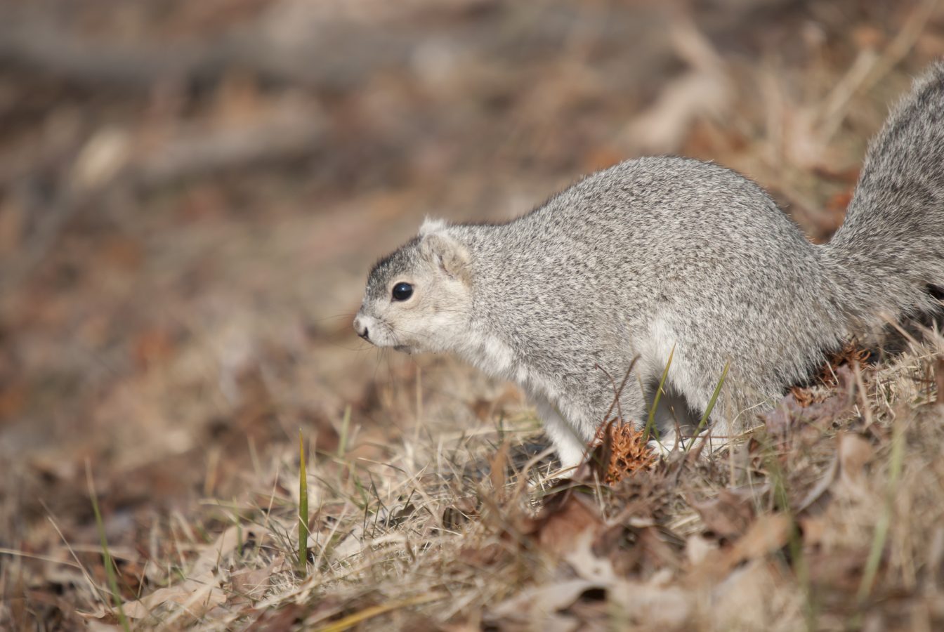 Extinction Risk of the Delmarva Fox Squirrel