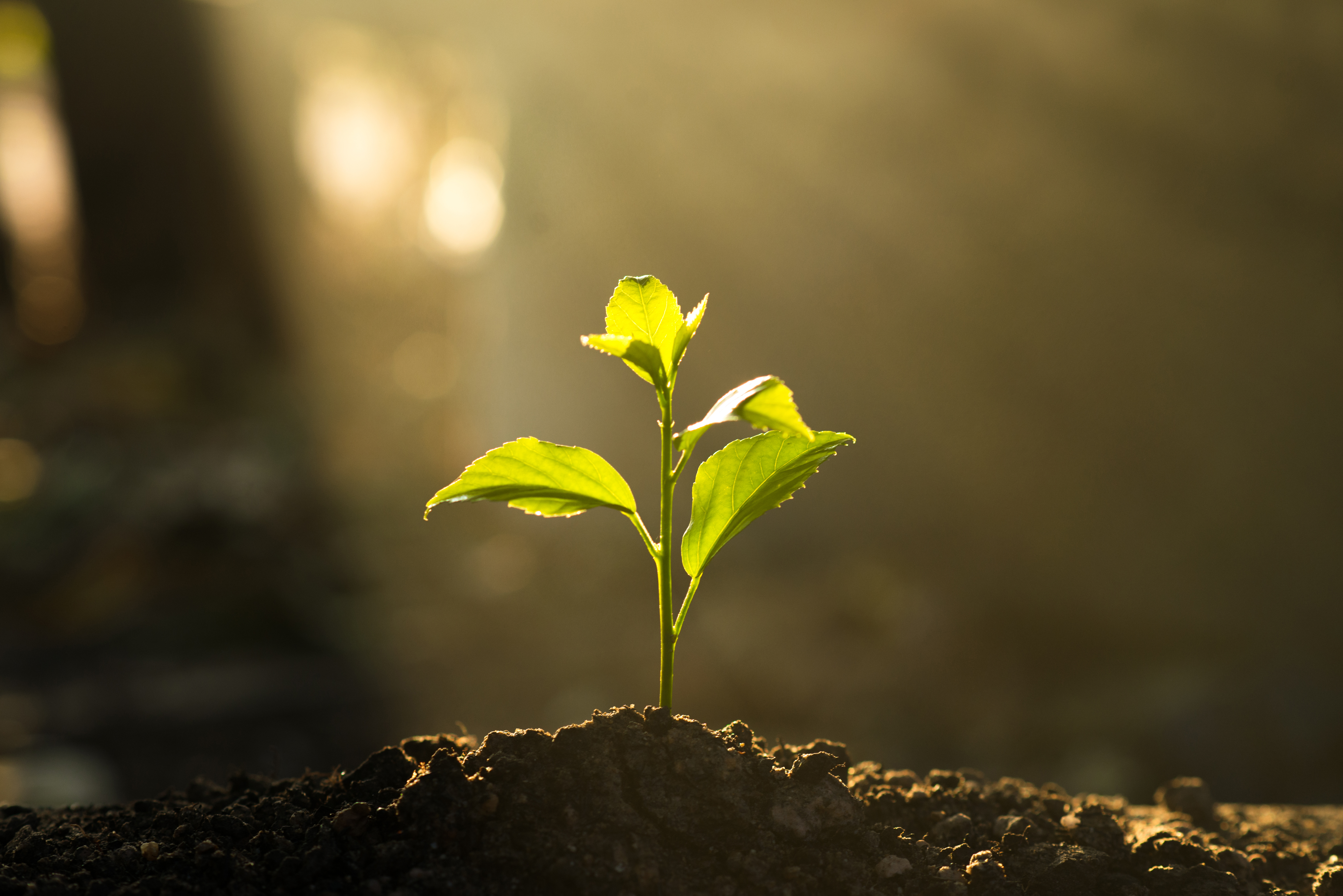 Study finds availability of nitrogen to plants is declining as climate warms