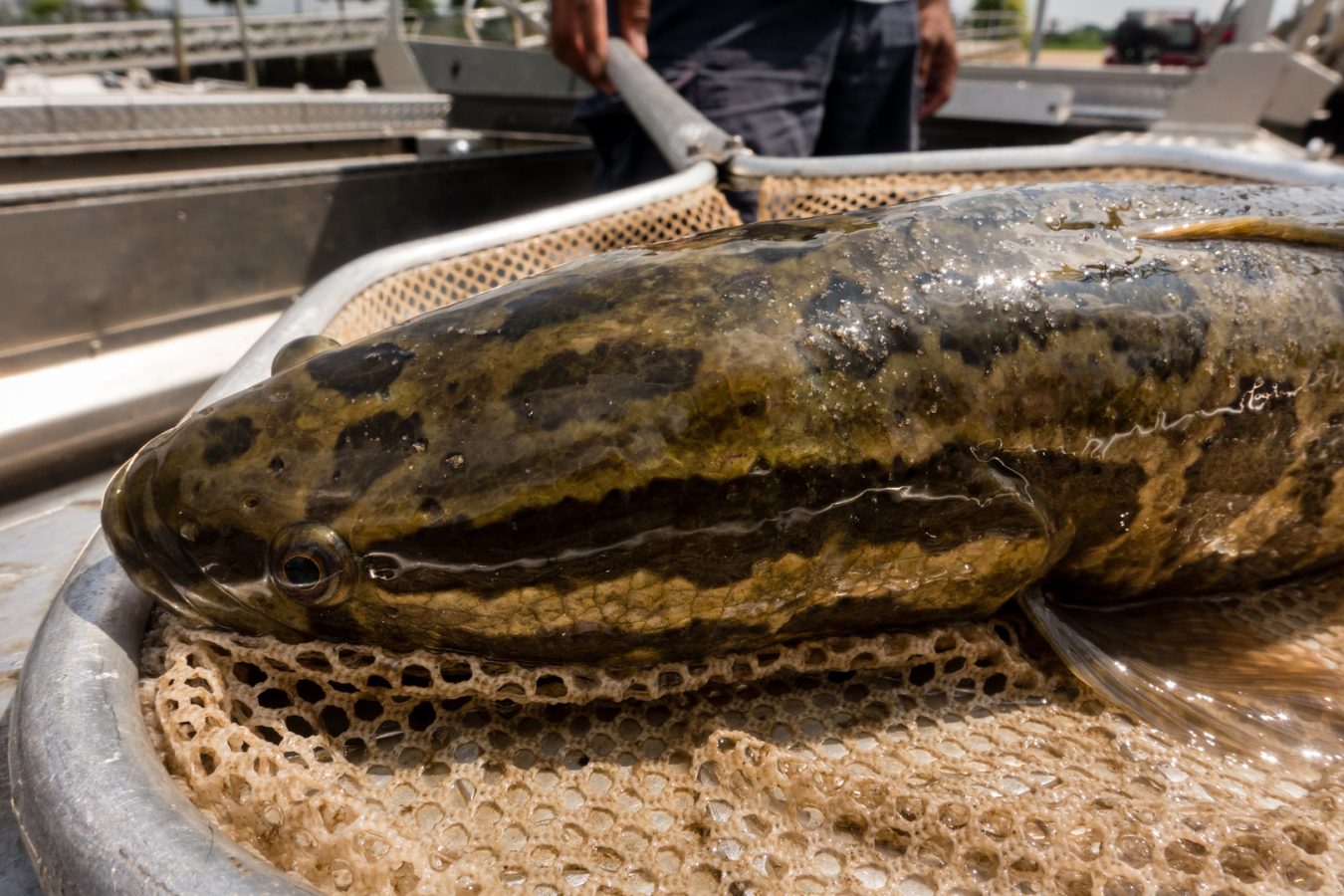 Snakehead