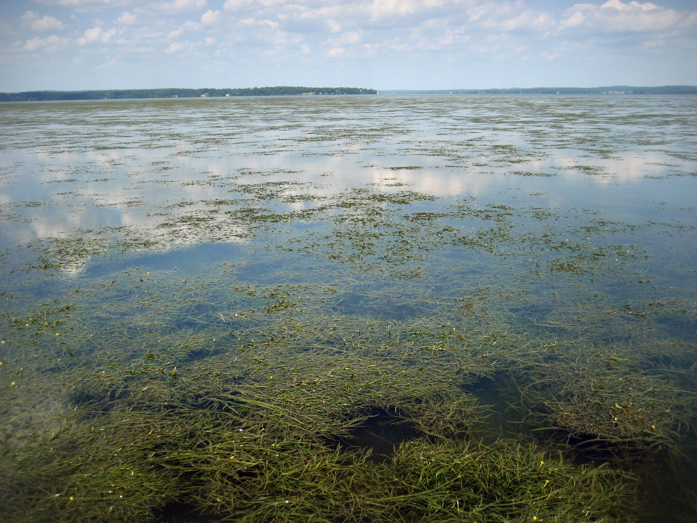 Underwater grass comeback bodes well for Chesapeake