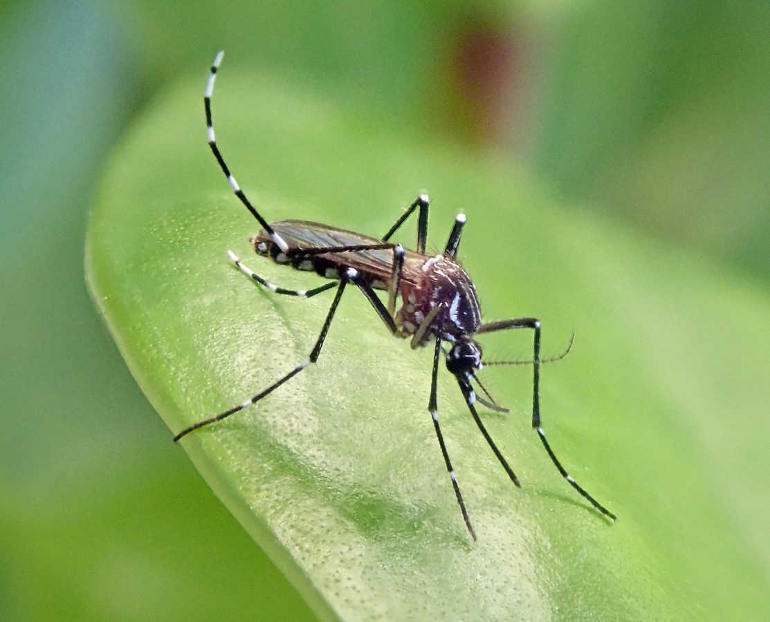 Tiger Mosquito