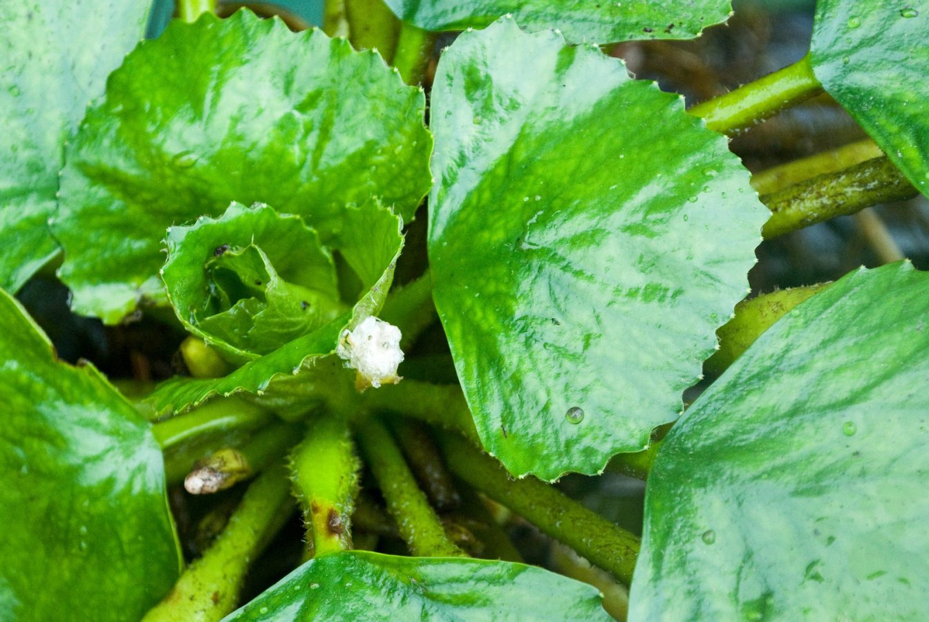 Water Chestnut