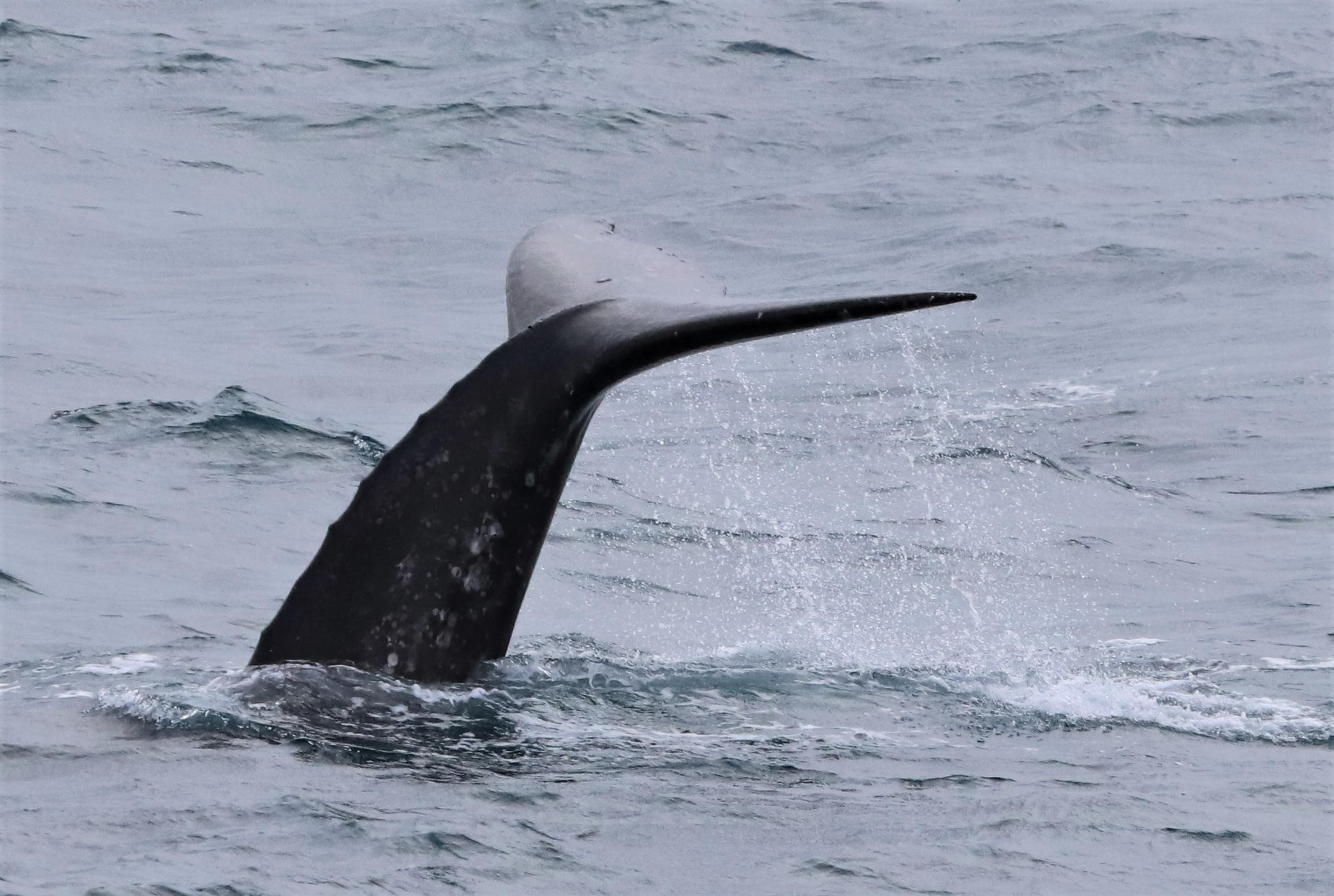 Gray whales die-offs driven by food supply swings as a result of Arctic changing conditions