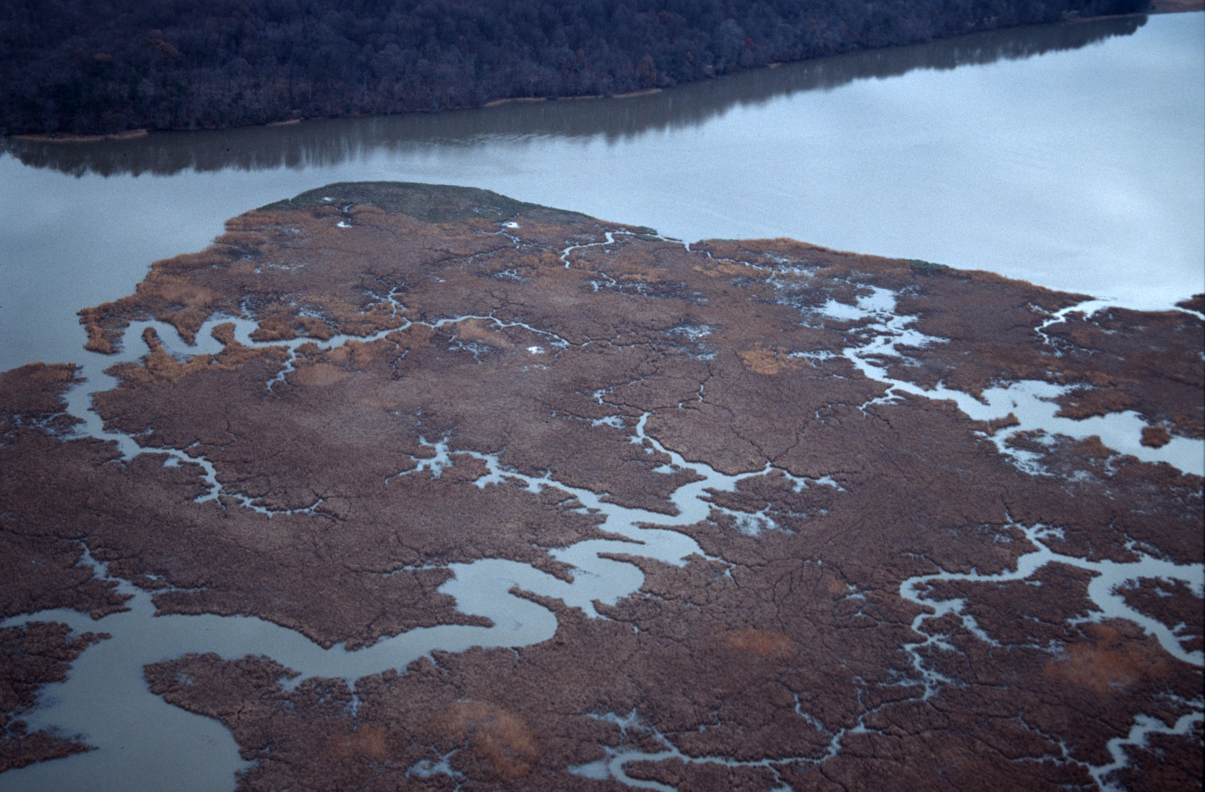 UMCES’s Chesapeake Bay and Watershed Report Card Shows Declined Health from 2024, Presents Long-Term Improvement
