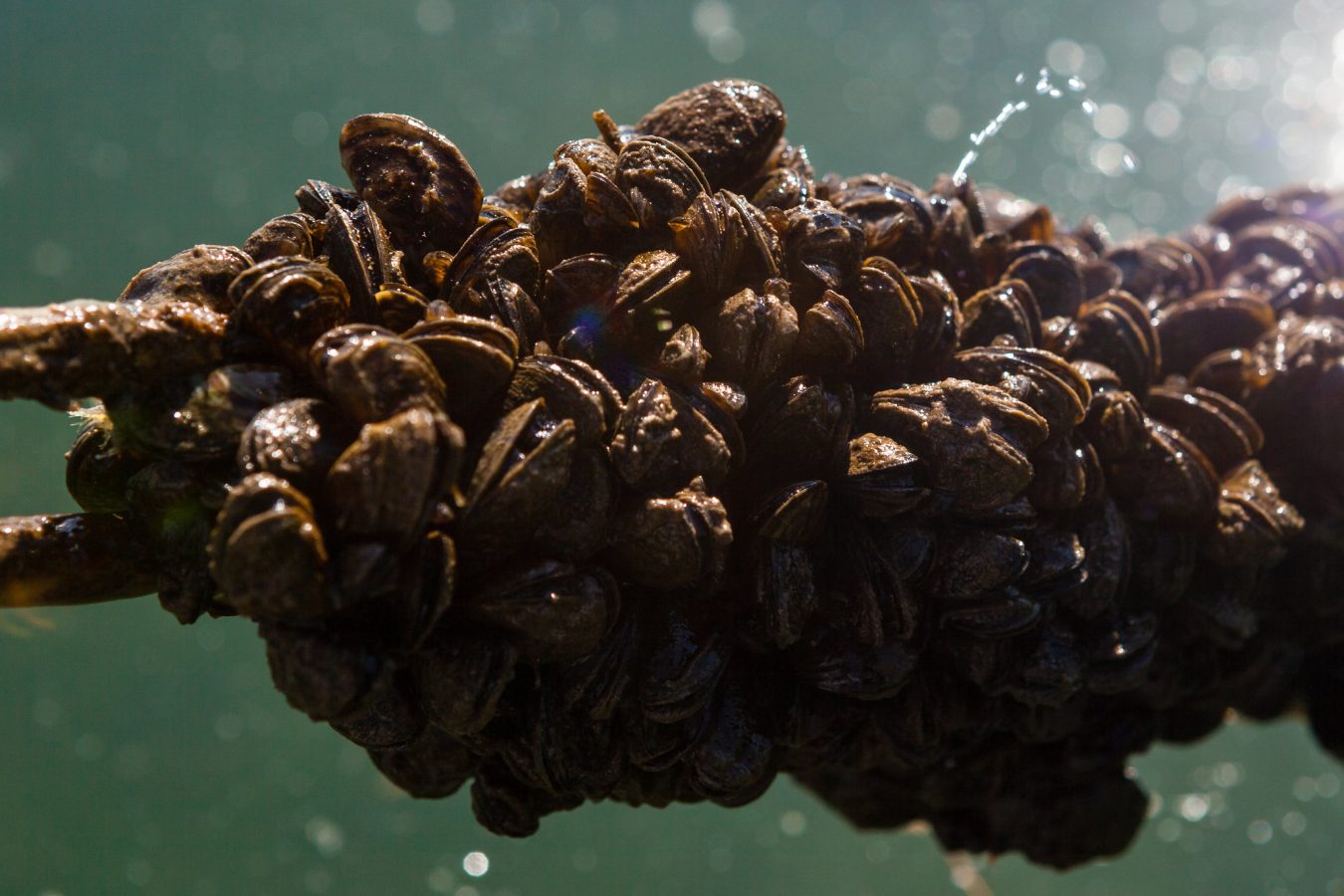 Zebra Mussels