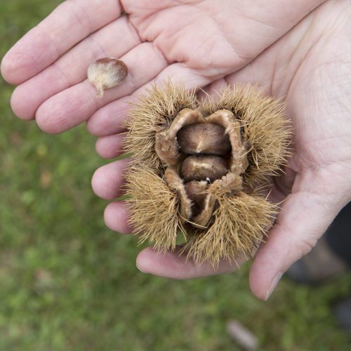 American chestnuts