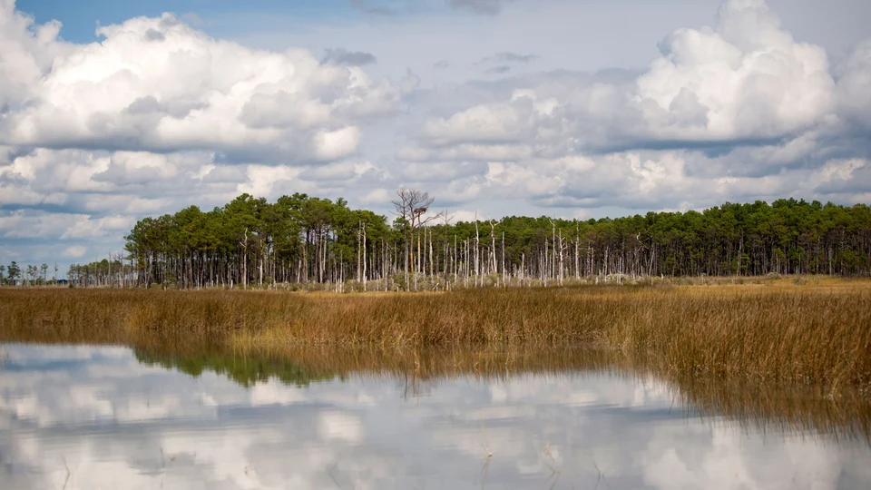 Trees and brown marsh grasses along a river's edge