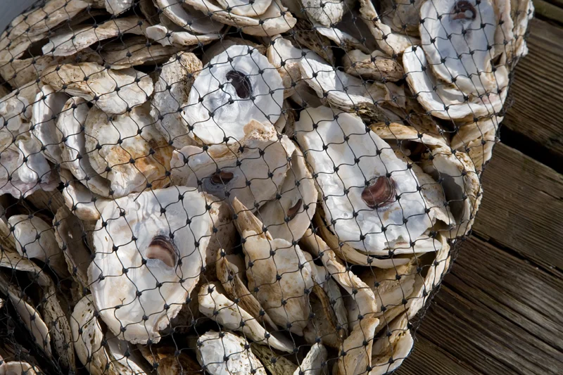 oysters