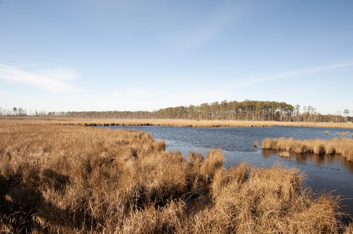 Marsh grasses growing at Blackwater National Wildlife Refuge