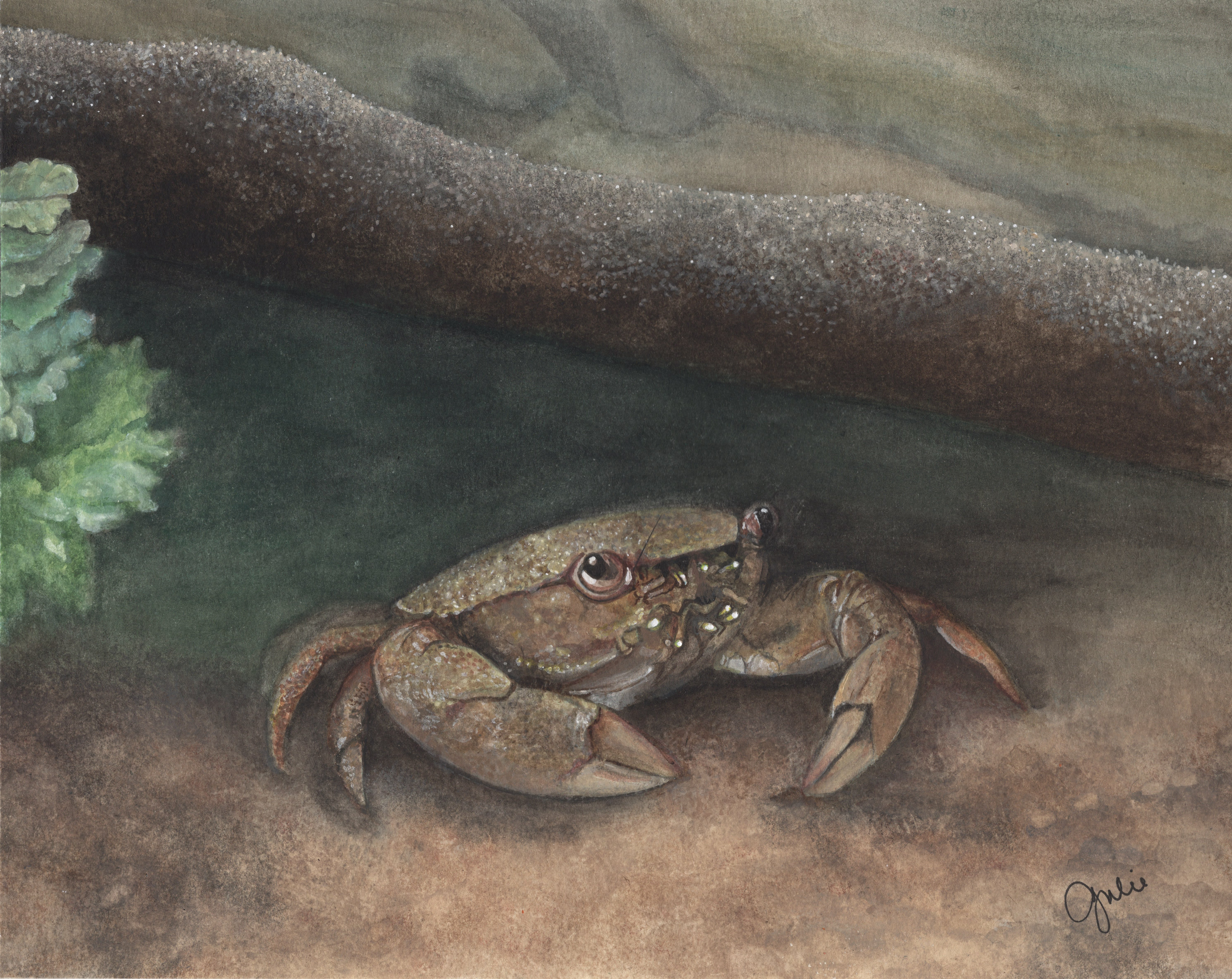 A diminutive mud crab peers out from its shelter amongst woody debris. Original artwork by Julie Trommatter.