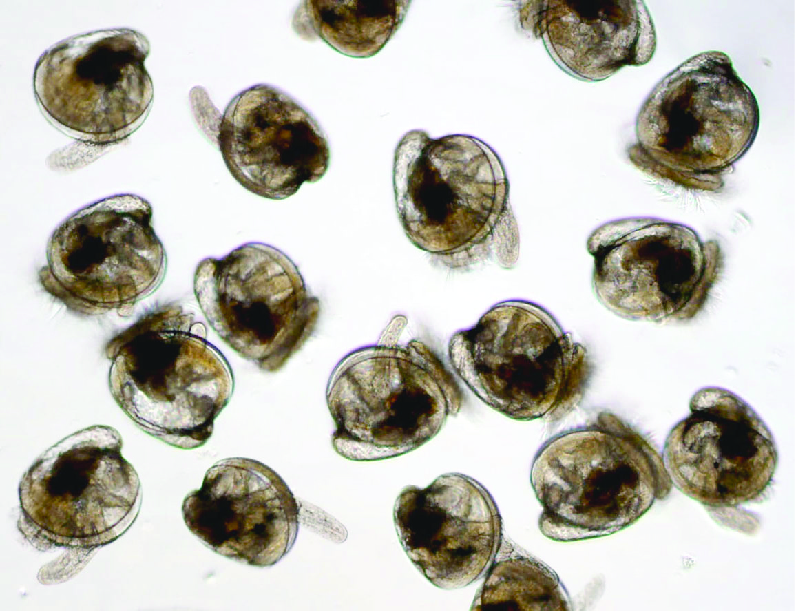 Maryland Sea Grant Funds New Research Projects