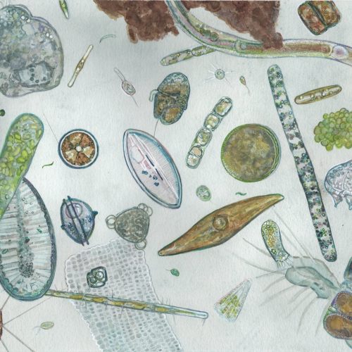 Plankton are in bloom in the Choptank River, Chesapeake Bay. Original artwork by Julie Trommatter.