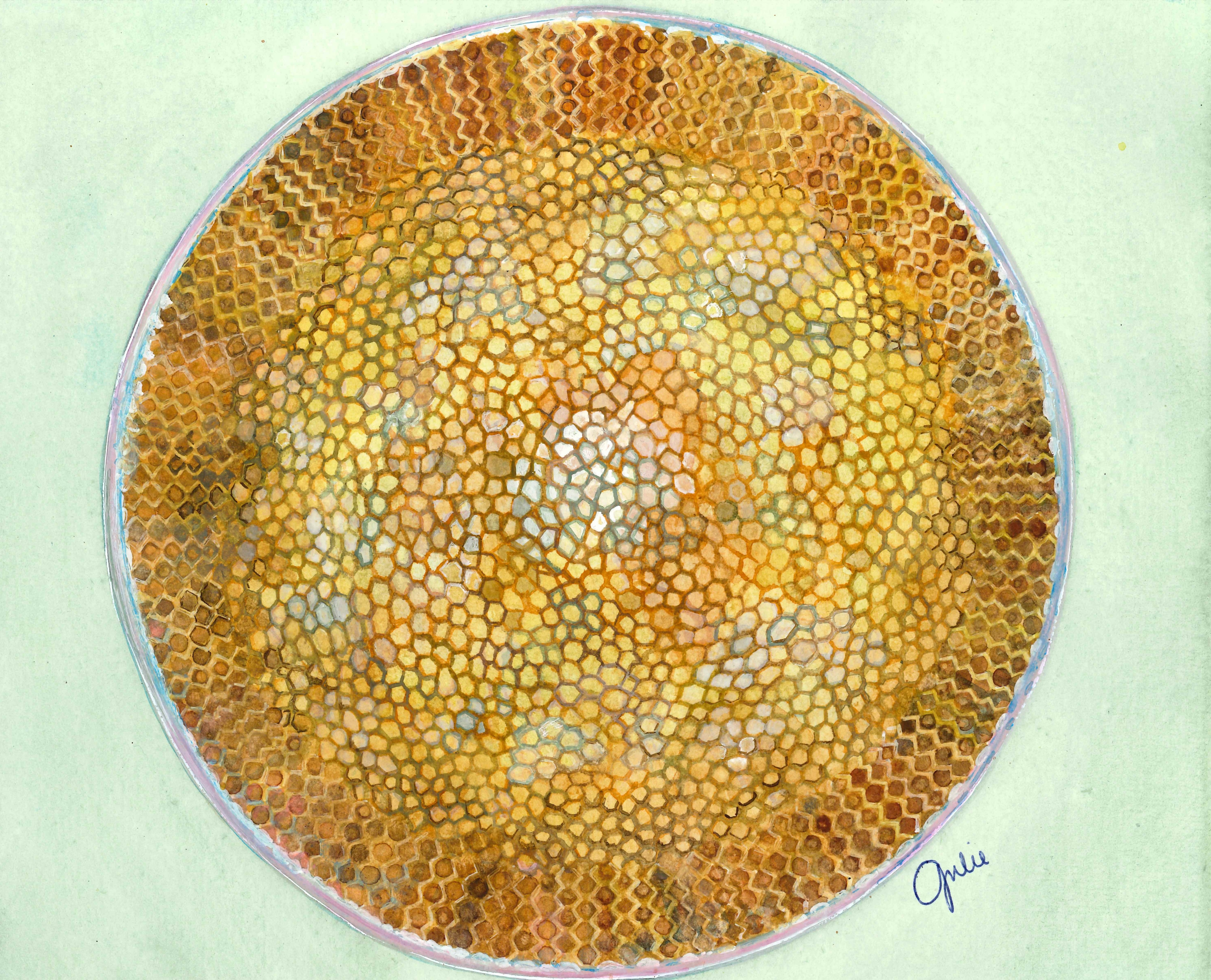 A Coscinodiscus cell from the Choptank River viewed under a microscope. Original artwork by Julie Trommatter