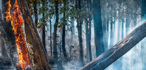 Image of an active forest fire