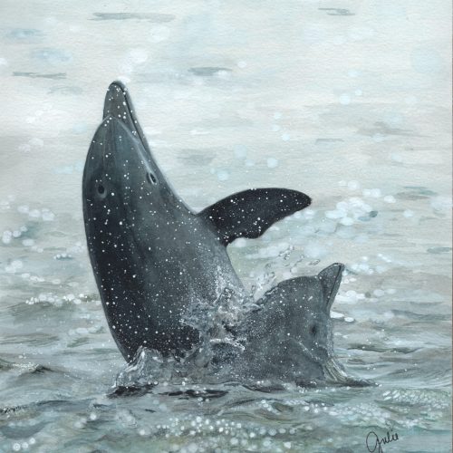 Bottlenose dolphins play in the Miles River, Chesapeake Bay. Original photo courtesy of Arden Haley via Chesapeake DolphinWatch and original artwork by Julie Trommatter.