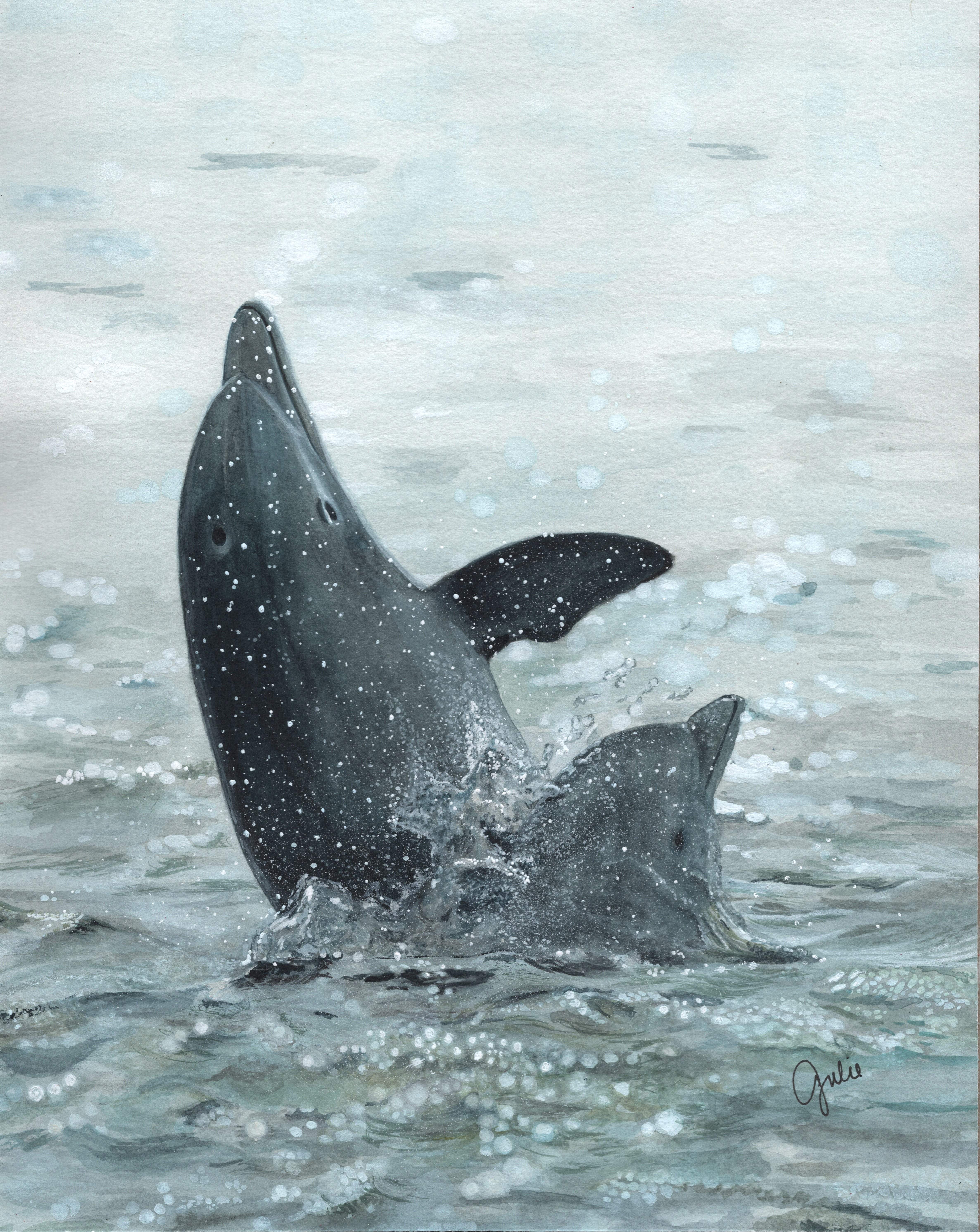 Bottlenose dolphins play in the Miles River, Chesapeake Bay. Original photo courtesy of Arden Haley via Chesapeake DolphinWatch and original artwork by Julie Trommatter.