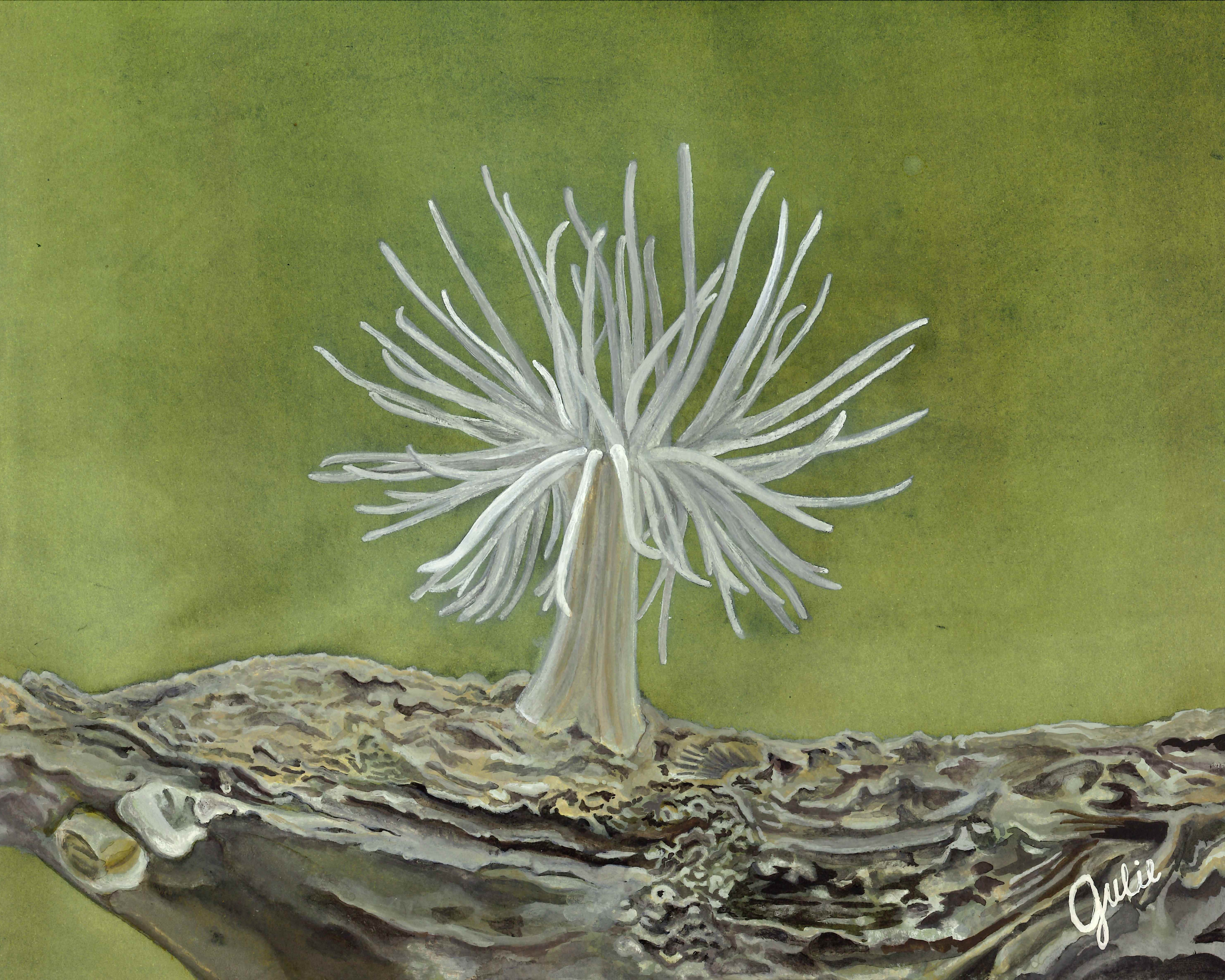 A Ghost Anemone from the Choptank River waving its tentacles. Original artwork by Julie Trommatter.