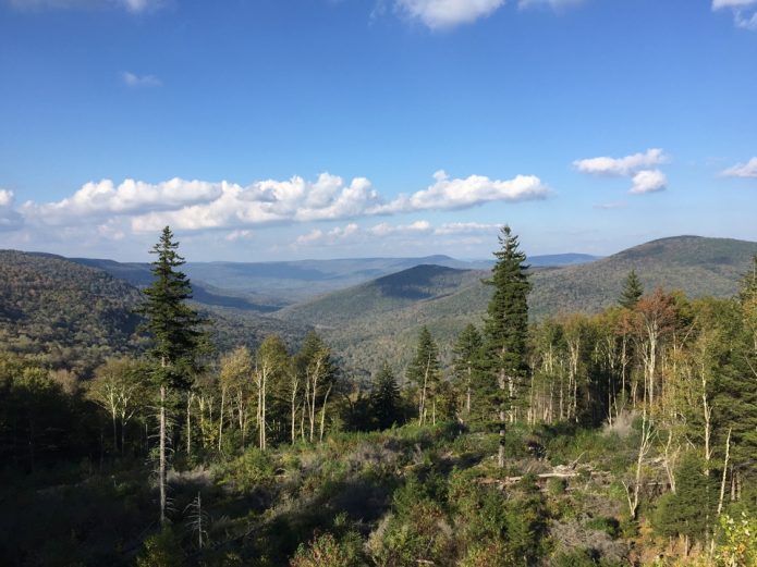 Photo of red spruce trees in the central Appalachians