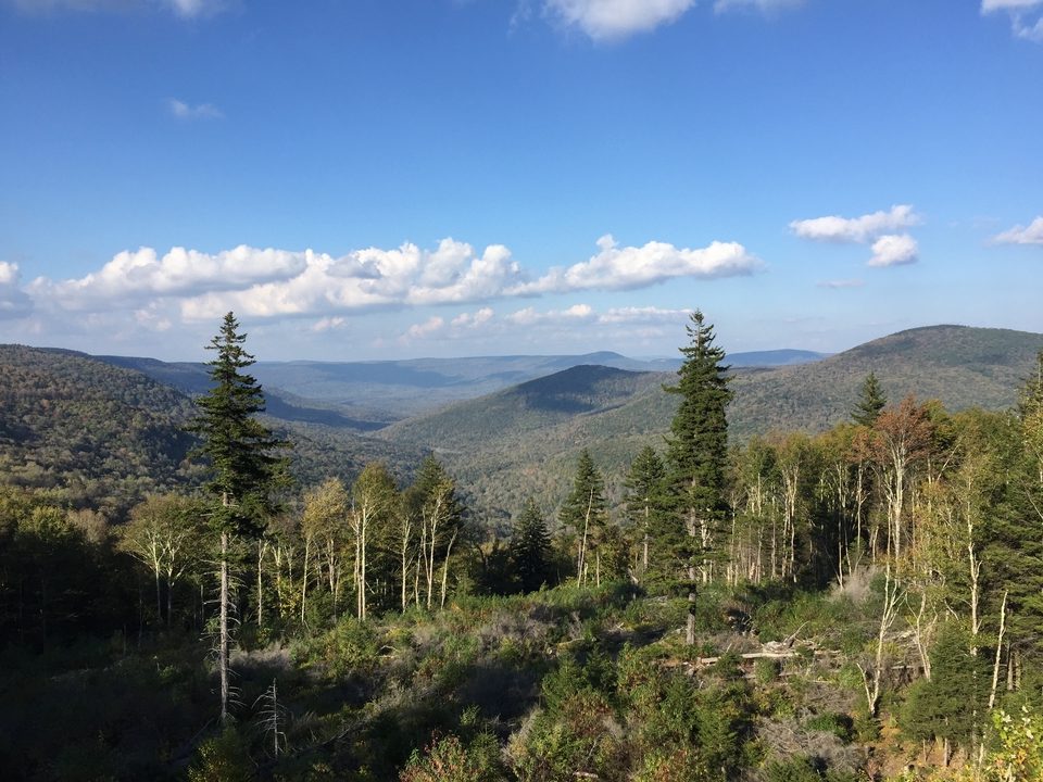 Photo of red spruce trees in the central Appalachians