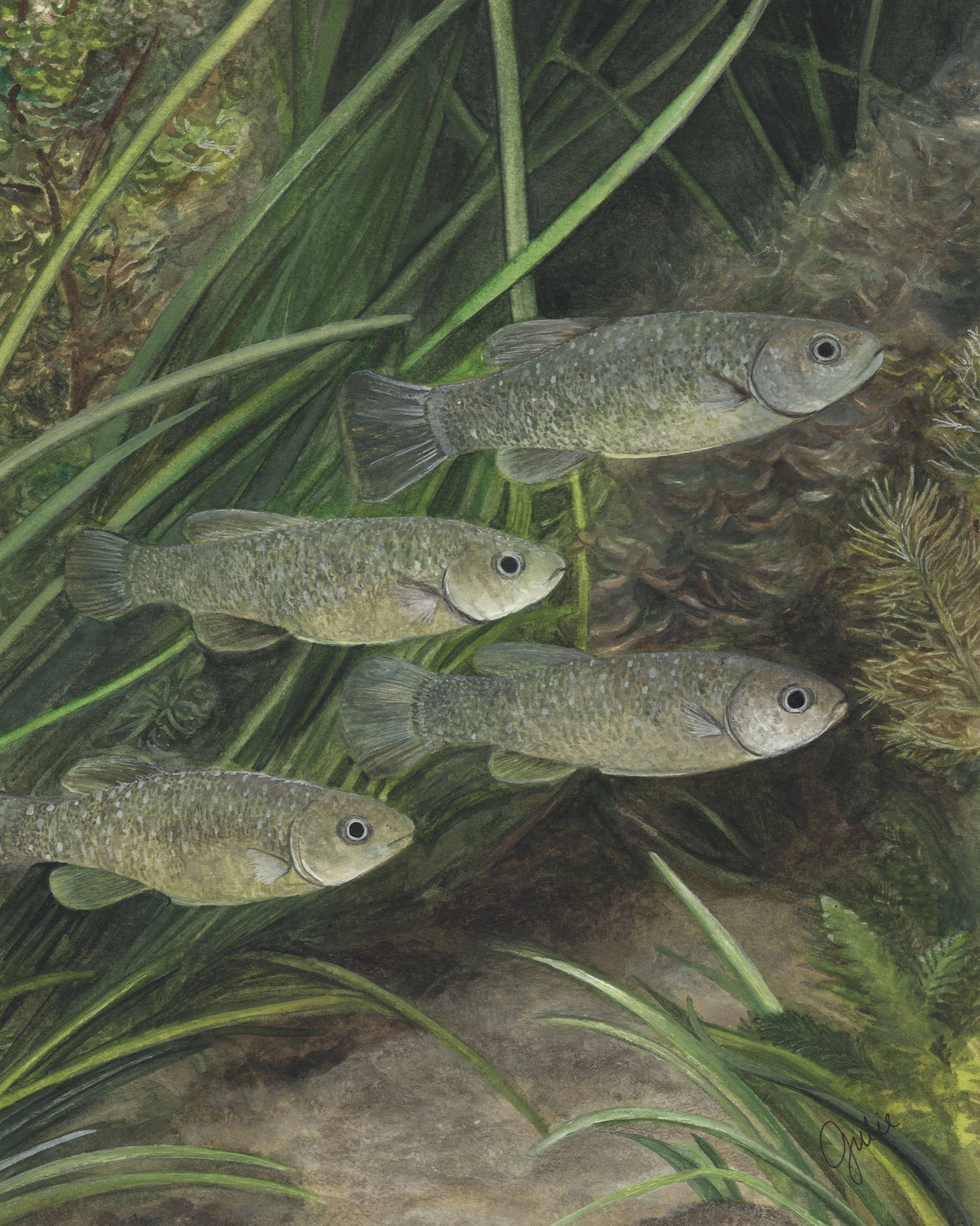 A small group of local mummichog killifish. Original artwork by Julie Trommatter.