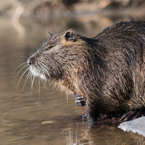 Photo of a nutria