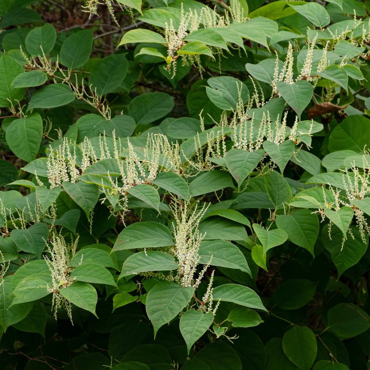 Photo of Japanese Knotweed, Reynoutria japonica