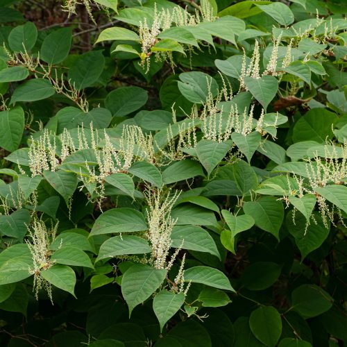 Photo of Japanese Knotweed, Reynoutria japonica