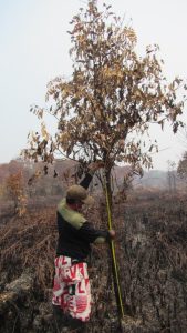 Image of a field researcher measuring a remnant tree in the aftermath of an aboveground fire in Indonesia