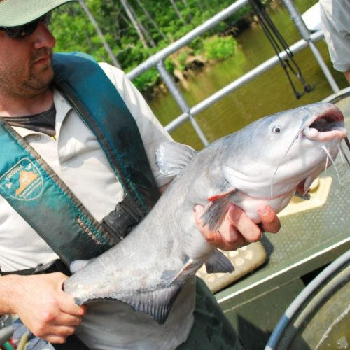 Fisheries managing holding a captured blue catfish
