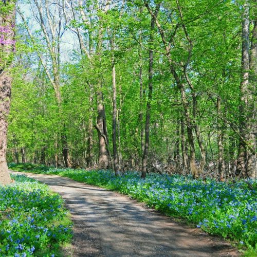 Photo of towpath in spring along the C&O Canal National Park