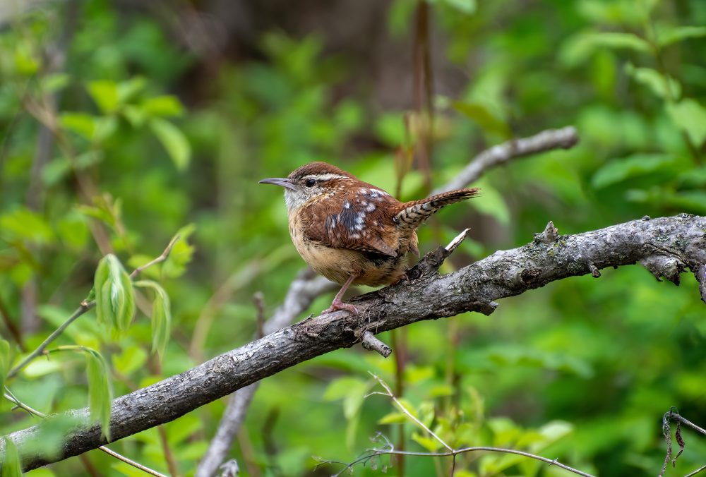 Photo of a Carolina Wren perched on a branch in a forested area.