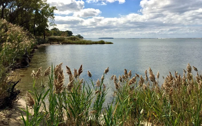 Chesapeake Bay Grasses