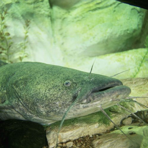 Closeup of flathead catfish