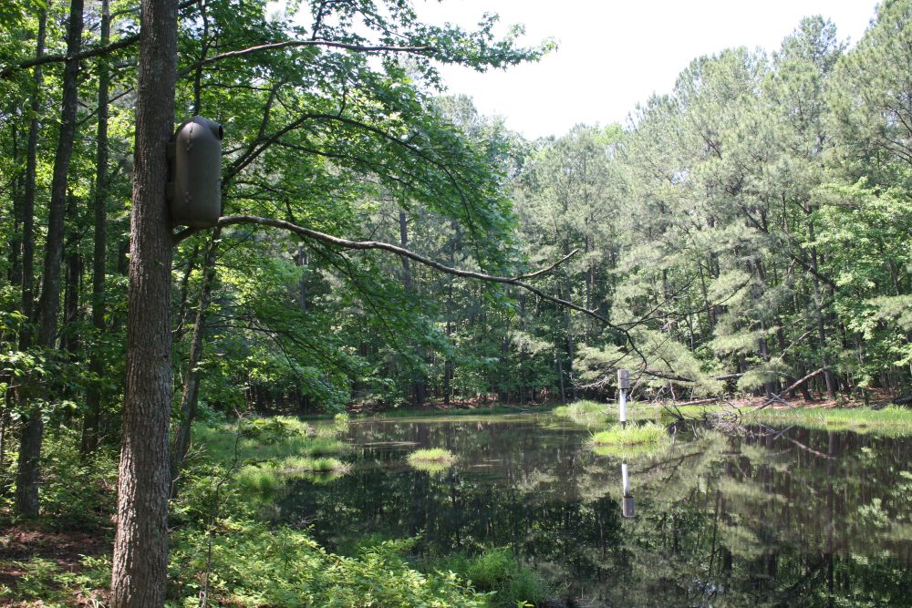 Duck boxes in forest interior wetland, Maryland.