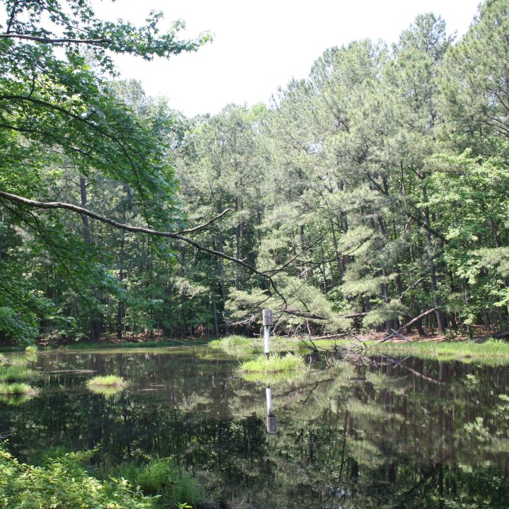 Duck boxes in forest interior wetland, Maryland.