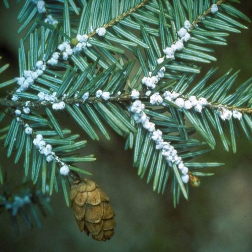Photo of hemlock wooly adelgid infecting a hemlock branch