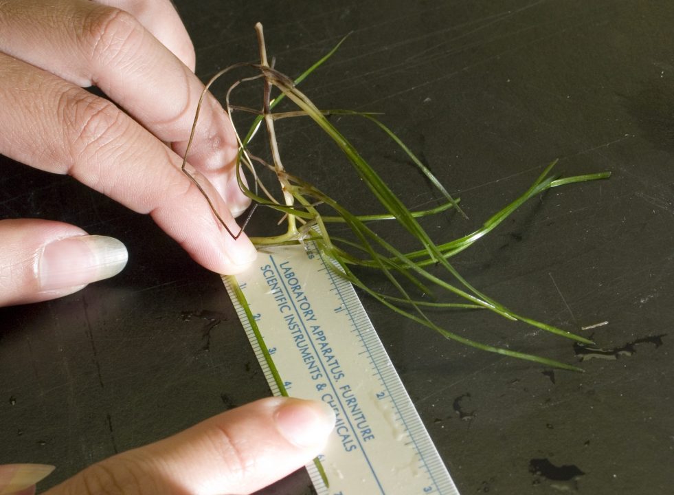 Measuring seagrass shoot length