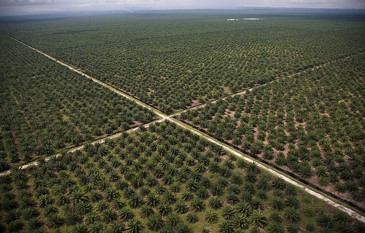 Aerial photo of oil palm plantation in southeast Asia