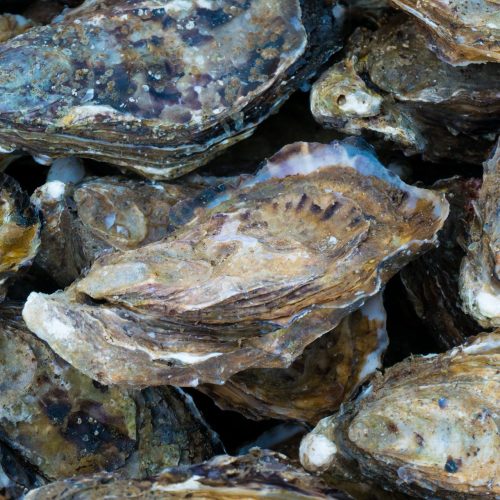 Close up of oyster shells