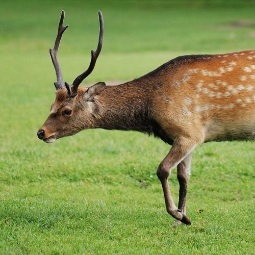 Photo of a sika deer, cervus nipon